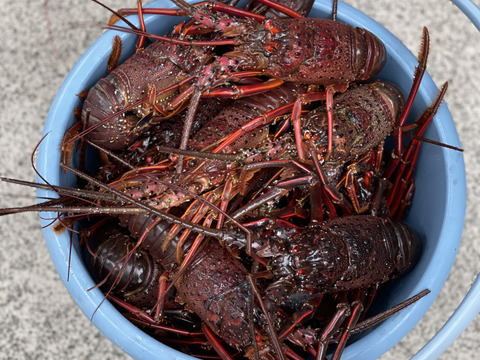 天然物！　熱海産　伊勢海老2キロ