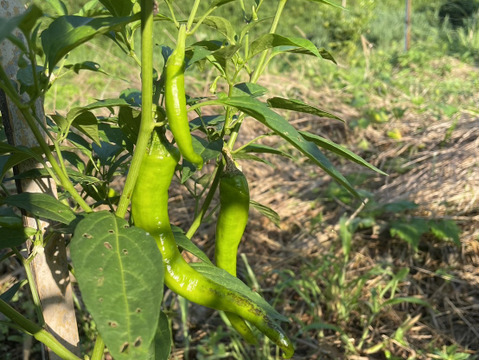 【自然栽培】ししとう（伏見甘長とうがらし）