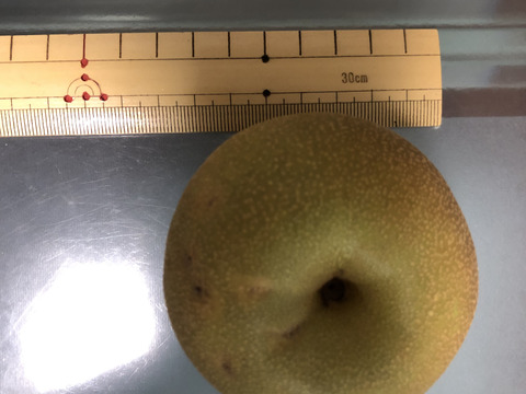 【幸水】ミニサイズ梨を格安で🍐【家庭用】約3.5Kg