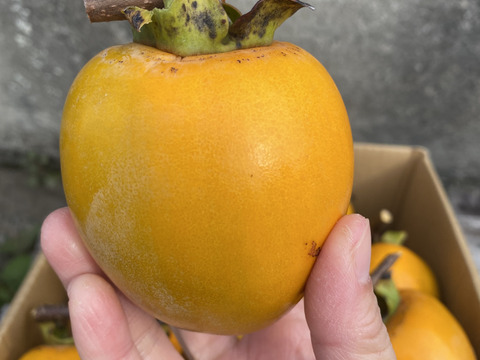 後１つ用意できました！！希少品種“西条柿“ ２キロ７個入り