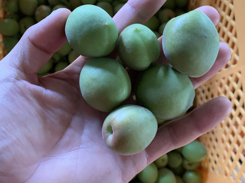 【期間限定】【梅郷】梅の香り　2キロ