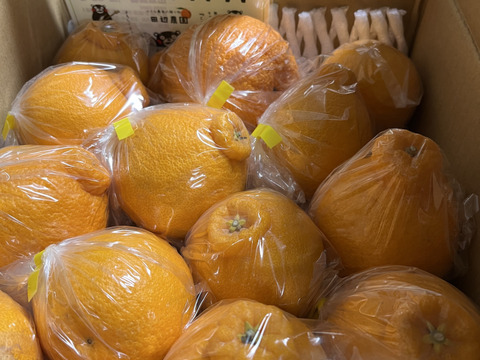 不知火デコ柑3k以上入ってます、サイズコミコミB品小玉多めになります。