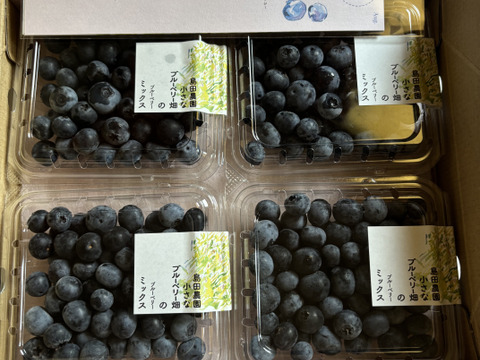 朝採り！旬の生ブルーベリー（ミックス）125g×4パック：栃木県産