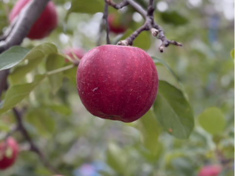 特別栽培りんご『千秋』家庭用訳あり・5㎏