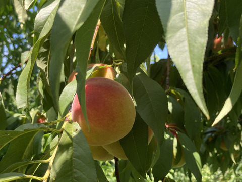 8月21日頃より収穫発送予定！黄桃　缶桃　生食コンポート用　3キロ満杯詰　訳あり家庭用