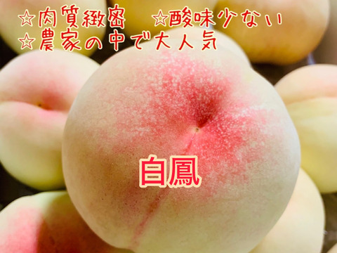 岡山県産【人気三品種】柔らかい白桃ご家庭用約2kg6〜8個入り