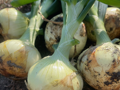 ◎農家直送超新鮮!!【訳あり品】【みずみずしくシャキッと甘い！】淡路島産ブランド新玉ねぎ 『にじたま』極早生訳あり 2.5kg（ご家庭用・8個前後） 使いやすいM・L・2L混在！