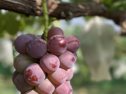 岡山県産【クール便】【食べ比べセット】ニューピオーネ&オーロラブラック2kg