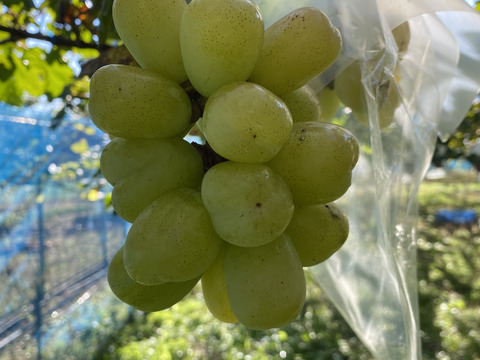 バイオレットキング　家庭用　1キロ   粒　カット