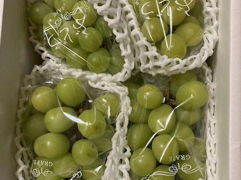 不揃いでも味は極上！🟢シャインマスカット🟢ご家庭用【3〜4房-約1.6kg】