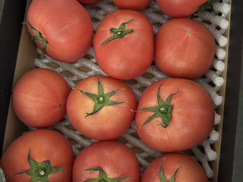 【北海道産】🍅樹上熟3段採り🍅桃太郎トマト4kg（2kg箱× 2） 〈訳あり品〉
