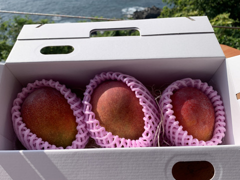 屋久島産マンゴー【アップルマンゴー】　約１キロ（２〜３ケ）【栽培中農薬不使用マンゴー】