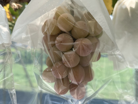 【夏ギフト・数量限定】クイーンニーナ&シャインマスカット（合計2房約1.2kg）