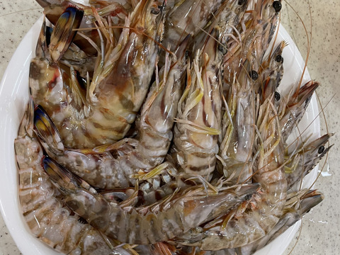 高級エビ　三種セット