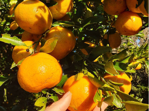 訳あり小さいポンカン箱込み5kg