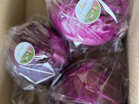 富山県産 紫キャベツ 約1.8kg