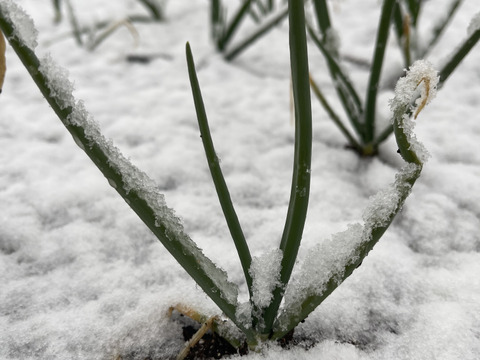 新たまねぎ5kg！