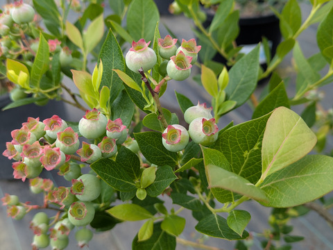 大粒ブルーベリーミックス1kg(125g×8P)