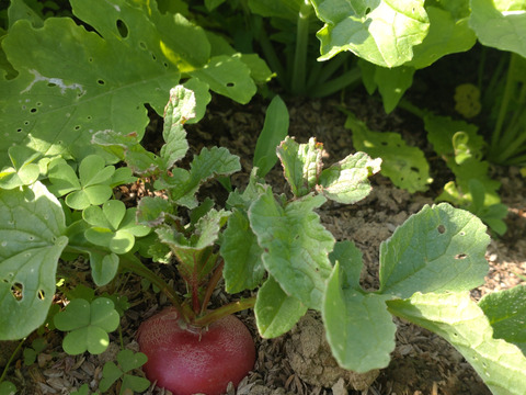 【まとめ買い用】ラディッシュ🌿はつか大根🌿５個セット🌿