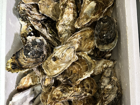 【水産庁補助事業 送料無料】🦪 生食用５ｋｇ（30~80粒） 殻付き 牡蠣 牡蛎 殻付き牡蛎 kaki カキ 松島牡蠣屋 生牡蠣にも、BBQに最適🔥 海産物 オイスターA