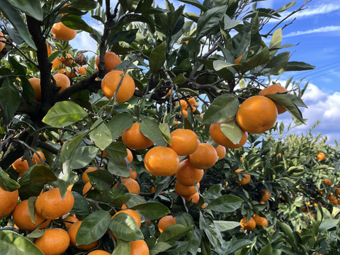 【贈答用】濃厚 真穴（まあな）産 早生みかん  サイズ混合 2S～Lサイズ 5kg  数量限定（サイズ指定不可）