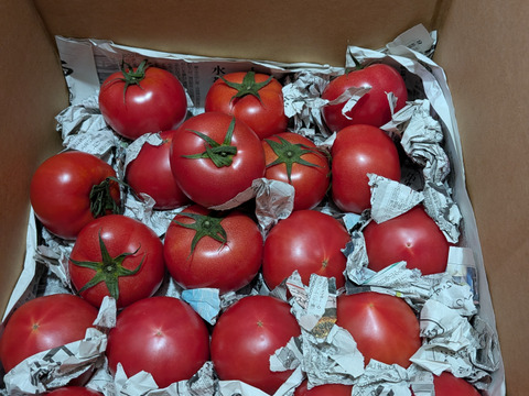 毎食トマト！バクバク食べちゃう栄ちゃんトマト　中くらいサイズ3キロ入り