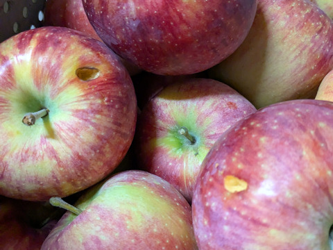 加工用りんご🍎10キロ【シナノリップ】大小混合