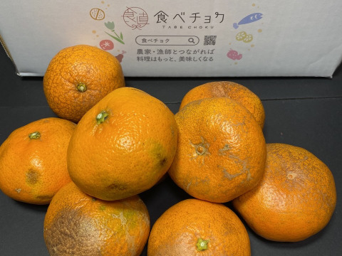 【規格外】【加工用】暴れん坊の甘平、見た目は荒れても味は嘘をつかない  加工にするなら、シッカリ酸味の残ったこの時期限定！タップリお得🉐