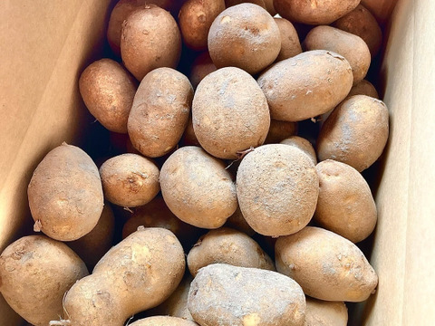 愛され食され40年『雪夏稚くんじゃがいも10kg』熟成コナヒメver.