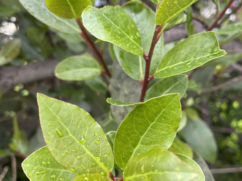 自然栽培　ローリエ　ドライ