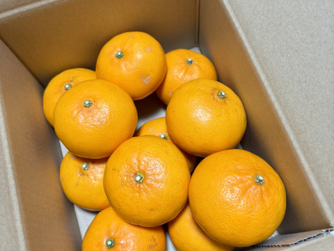 🍊【訳あり】【家庭用】せとか🍊（小玉・2キロ箱込み）