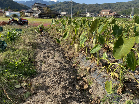 8【数量限定】農薬不使用の旨キャベツ！今だけの柔らかい春キャベツを是非！