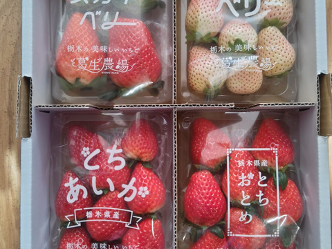 【3/16以降発送分はお得な春イチゴ販売中！】【食べチョク限定】摘みたて直送！ミルキーベリー入り！とちぎのいちご4種詰め合わせセット（4パック）（260ｇ×4パック）【いちご食べ比べ】