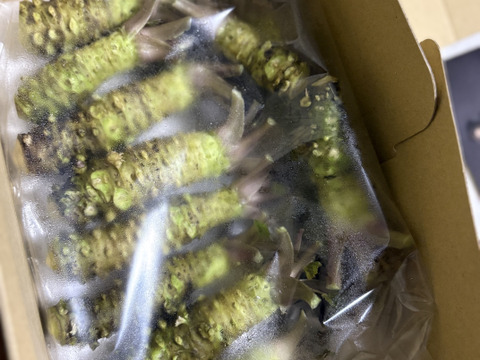 最高級品種！真妻わさびSサイズ　３００g（８本から１２本あたり）