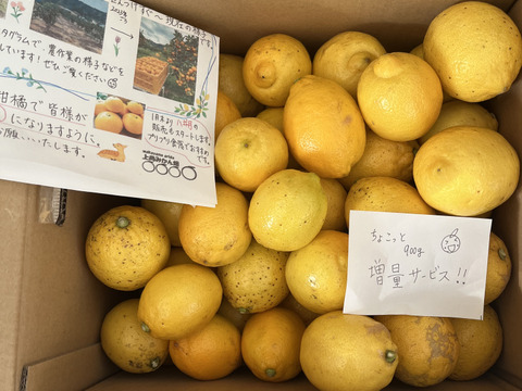 段々畑のレモン【超訳あり】8kg（箱込）