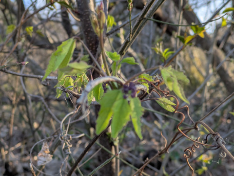 天然　山菜　あけびの芽　３０ｇ