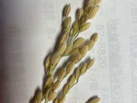 【令和7年産新米】「丹波ひかみ米　コシヒカリ」（精米4.5ｋｇ）