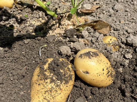 掘りたて新鮮‼️男爵‼️5キロ入‼️