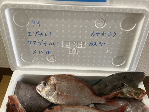 ９月スタート！【最大１ヶ月待ちになります🙇】🐟未利用魚🐟️訳ありを安くお得に！漁師の分け前セット３㎏程度
