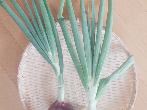 淡路島産たまねぎ赤【予約販売開始　数量限定】自然栽培★希少★固定種 在来種専門農家
（ 淡路産Awaji369farmからお届け）農薬不使用　無肥料栽培　内容【淡路島産　固定種　赤玉葱】3キロ