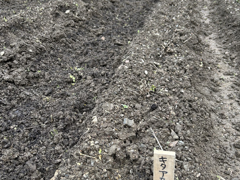 新じゃが食べ比べ❣️きたあかり、キタカムイ、メークイン約700g✖️3種で約2kgのセットで。