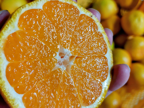 有田みかん【大玉】8kg（箱込）