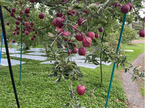 一度は食べてみたい特別栽培『おいらせ』Ａ品・5㎏