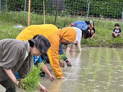 【農家直送】はぜ掛け天日干し　あさひの夢　10kg　農薬不使用 農薬・除草剤・肥料不使用！自然農法の新米『アサヒ』10kg【2026年産
