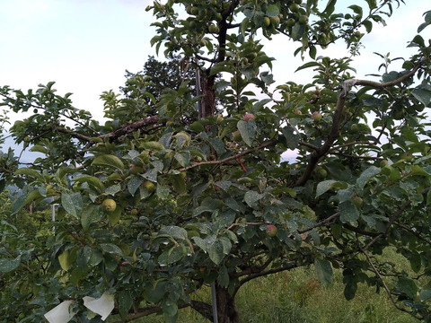 【２箱限定】摘果りんご「シナノレッド」(２kg) 〔使用農薬削率66％〕