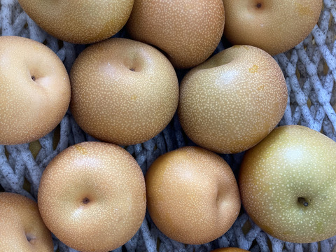 糖度13度以上！完熟の『豊水梨』約5kg（10-14個）