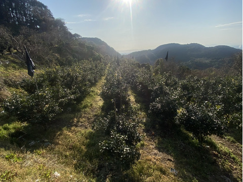 プチプチで濃厚な甘み！肥前ユース5キロ