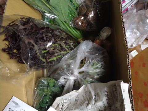 月〜木曜日限定で翌日までに発送!!お楽しみ★農園自慢の情熱野菜セット　9袋　　フードロス対策　パチャママ農園　訳あり　規格外