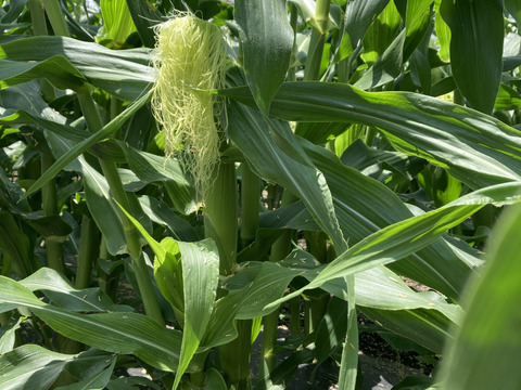 訳ありお得(^^)品種おまかせ【ピュアホワイト】【恵ゴールド】3kg