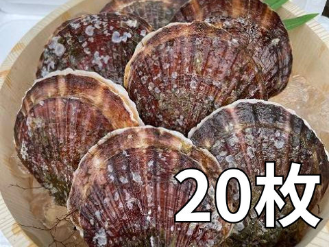 旨くてあまい！3年貝野辺地ホタテ！20枚